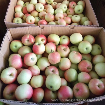 Pomme de gala non sacrée nouvelle saison